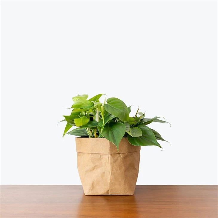 PhilodendronCordatumHeartleaf6b_1600x1600.webp(001)