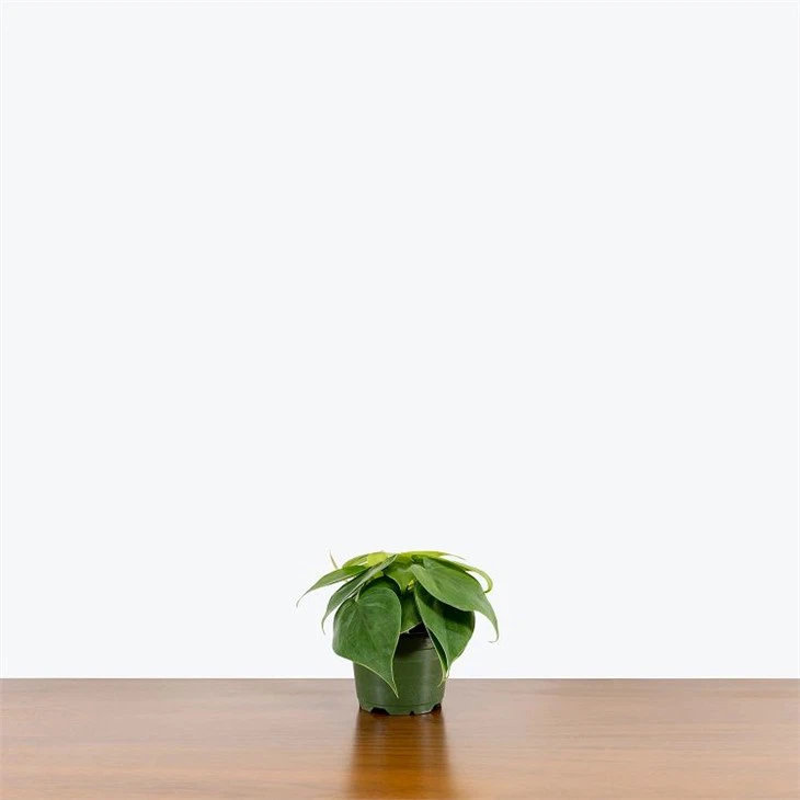 PhilodendronHederaceumHeartleaf4_1600x1600.webp(001)